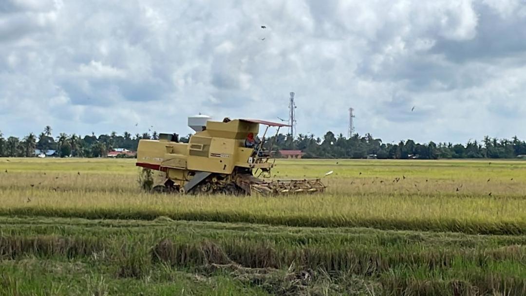 Izz Sawah Padi ! Chalet *