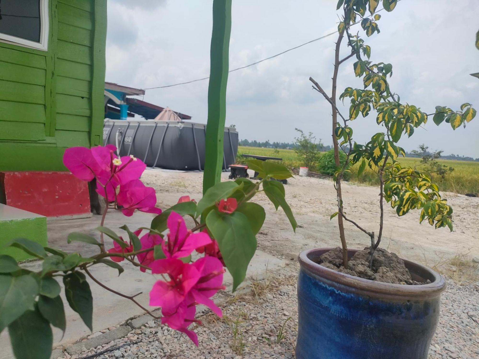 Izz Sawah Padi ! Sungai Besar