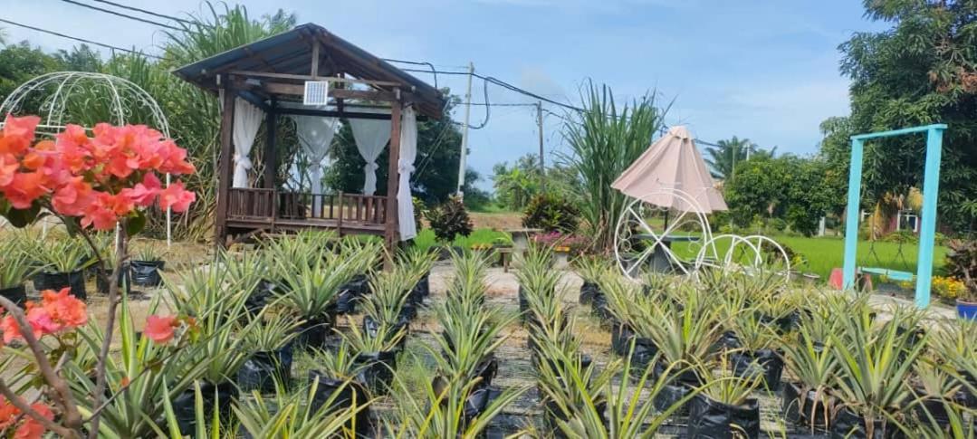 Chalet Izz Sawah Padi ! *
